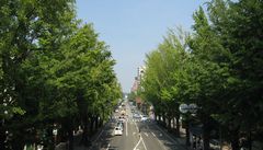 いちょう並木 いちょう並木